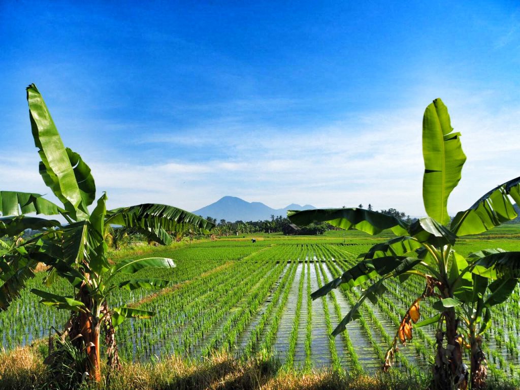 Surrounding Rice Paddies