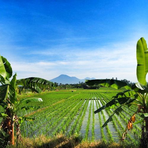 Surrounding Rice Paddies